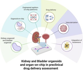 Advanced Drug Delivery Reviews誌に京都大学・横川隆司先生を代表とする論文が公開されました！ 2026/05/05